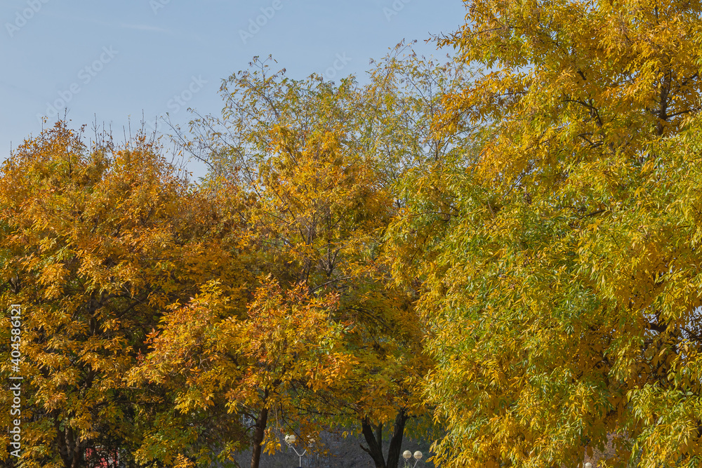 Obraz premium Autumn Alley in One of the Parks of the City of Odessa, Ukraine. Trees Are Decorated with Golden Foliage