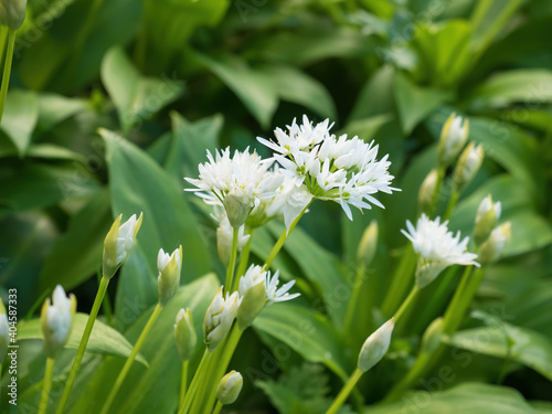 Beautiful blooming white flowers of ramson - wild garlic (Allium ursinum) plant in homemade garden. Close-up. Organic farming, healthy food, BIO viands, back to nature concept.