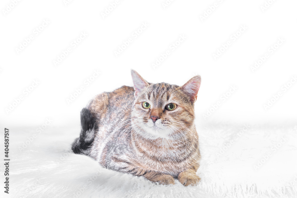 brown cat lies on a fluffy fur rug on a white background and looks up