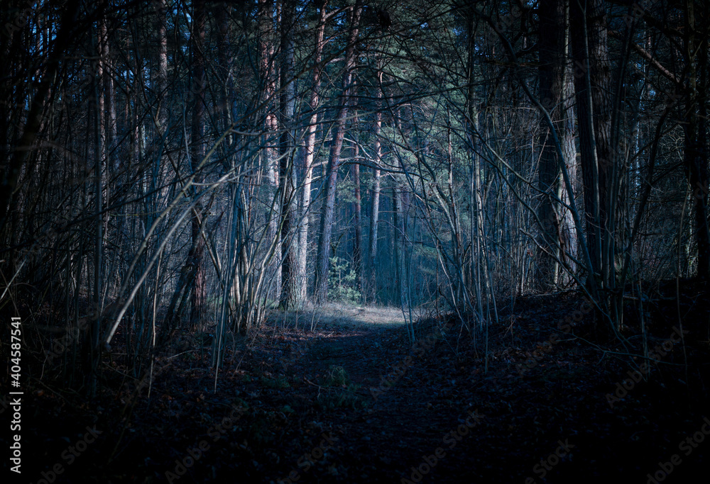 Naklejka premium Light spot in the beautiful forest, Mystical autumn forest nature background beautiful landscape with trees