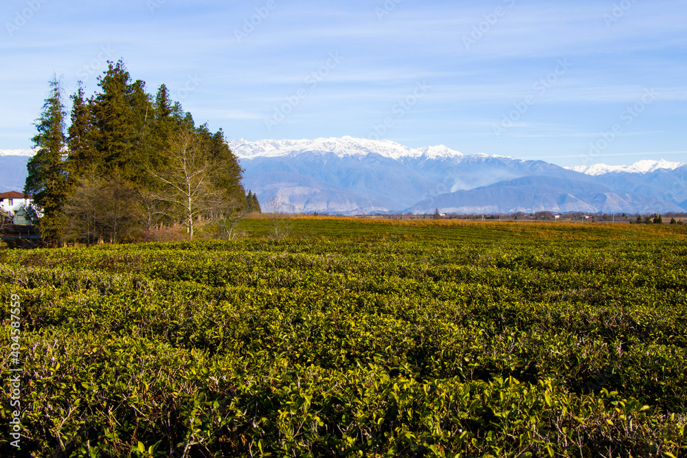 Tea plantations, tea tree field