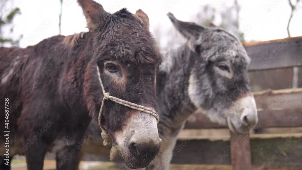 Two donkeys brown and silver stands in corral outdoors at farm - 4K Two donkeys brown and silver stands in corral outdoors at farm - 4K