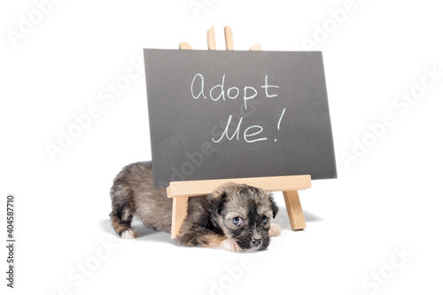 pinto puppy next to a chalk board with an inscription  adopt me photo
