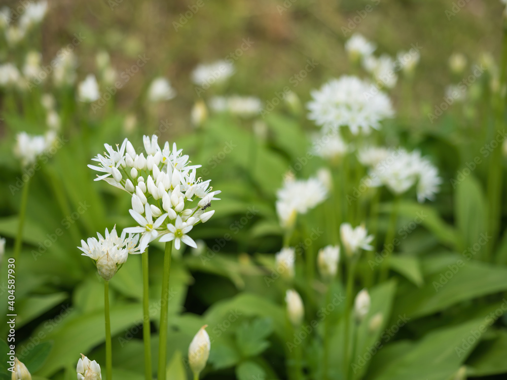 Beautiful blooming white flowers of ramson - wild garlic (Allium ursinum) plant in homemade garden. Close-up. Organic farming, healthy food, BIO viands, back to nature concept. Beautiful blooming white flowers of ramson - wild garlic (Allium ursinum) plant in homemade garden. Close-up. Organic farming, healthy food, BIO viands, back to nature concept.