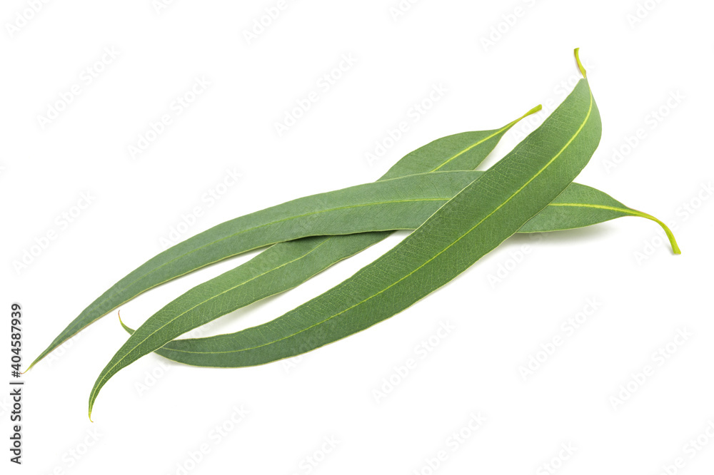 Fresh eucalyptus leaves Fresh eucalyptus leaves