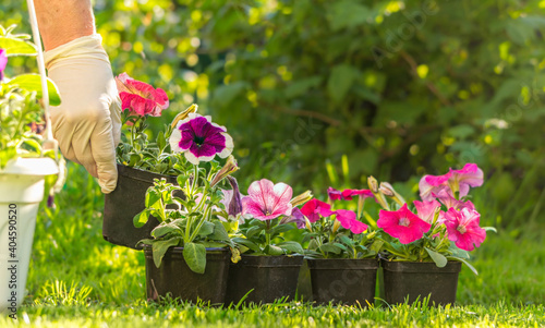 Garden and horticulture. Gardener's inventory and petunia flower seedlings photo