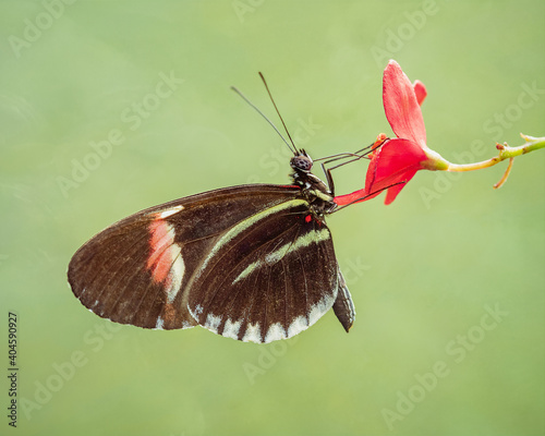 A long-winged tropical butterfly feeding on a red flower