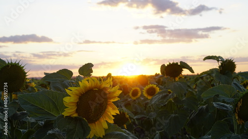 Sunflower field at sunset