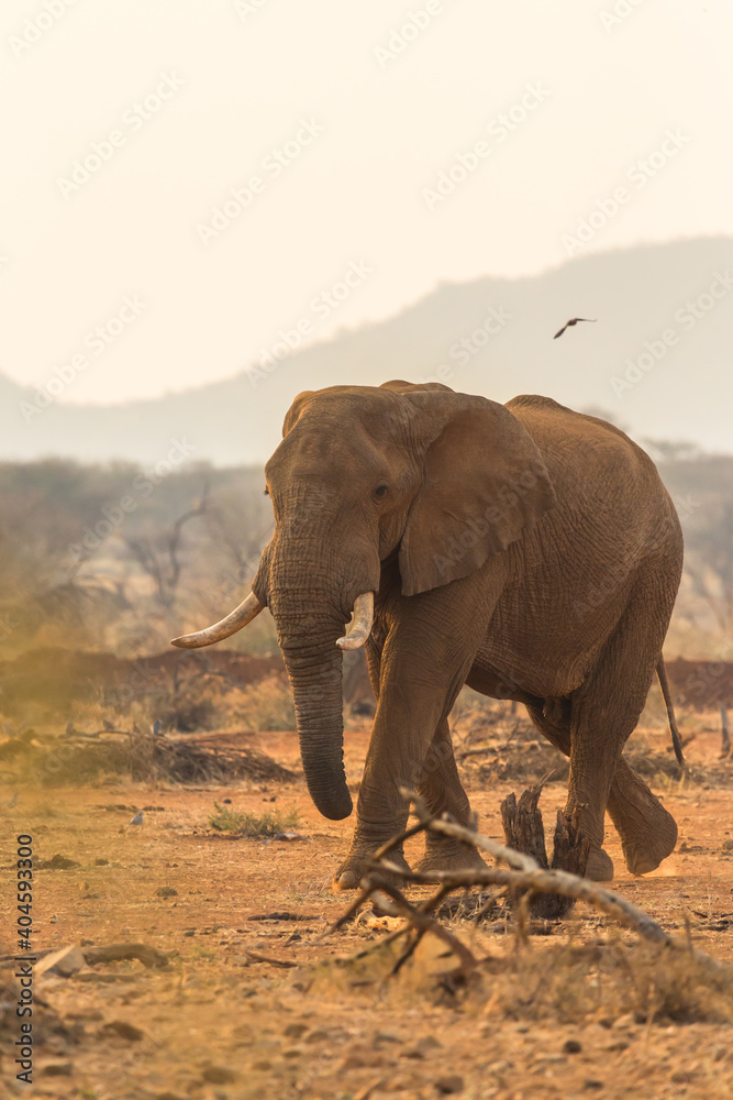 african elephant in the wild approaching at sunset in Namibia, Africa