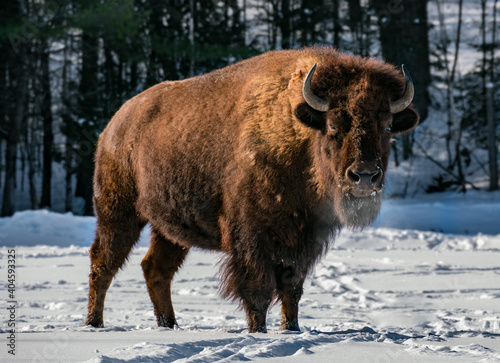 Imposant bison debout dans la neige par une froide journée au Canada.