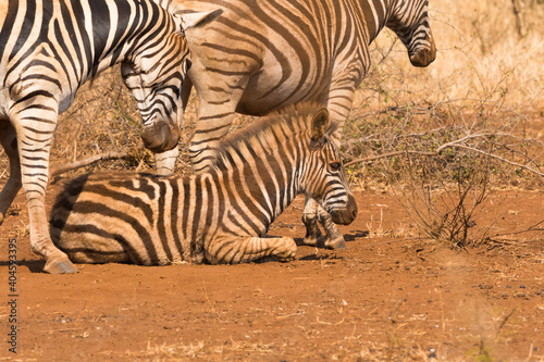 zebras covered in red soil rolling on the ground in the wild in Kruger national park, South Africa © Childa