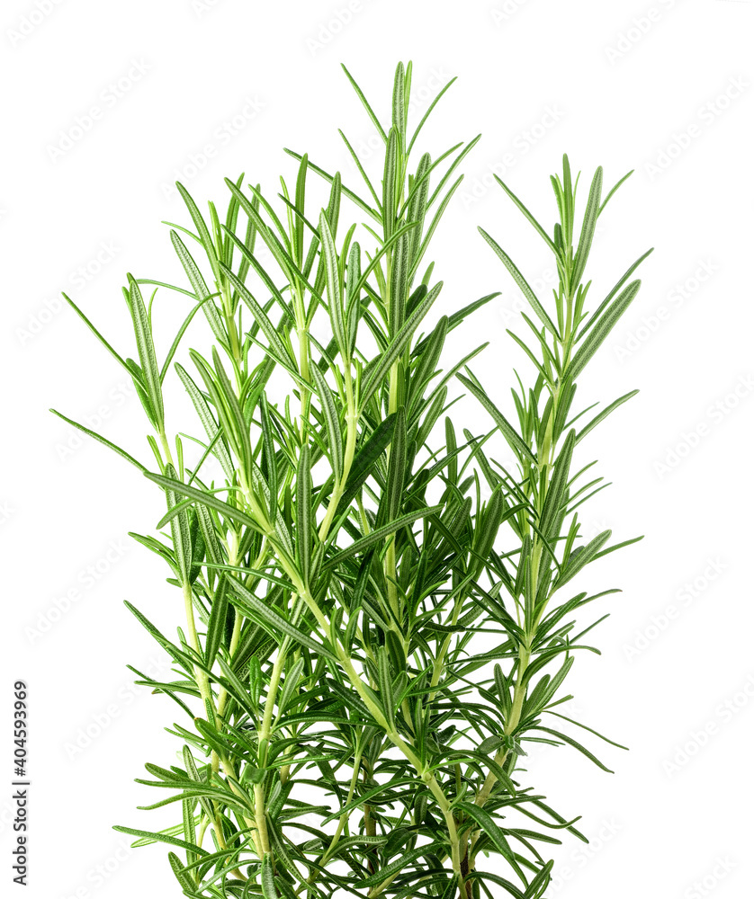 Fototapeta premium Fresh rosemary plants