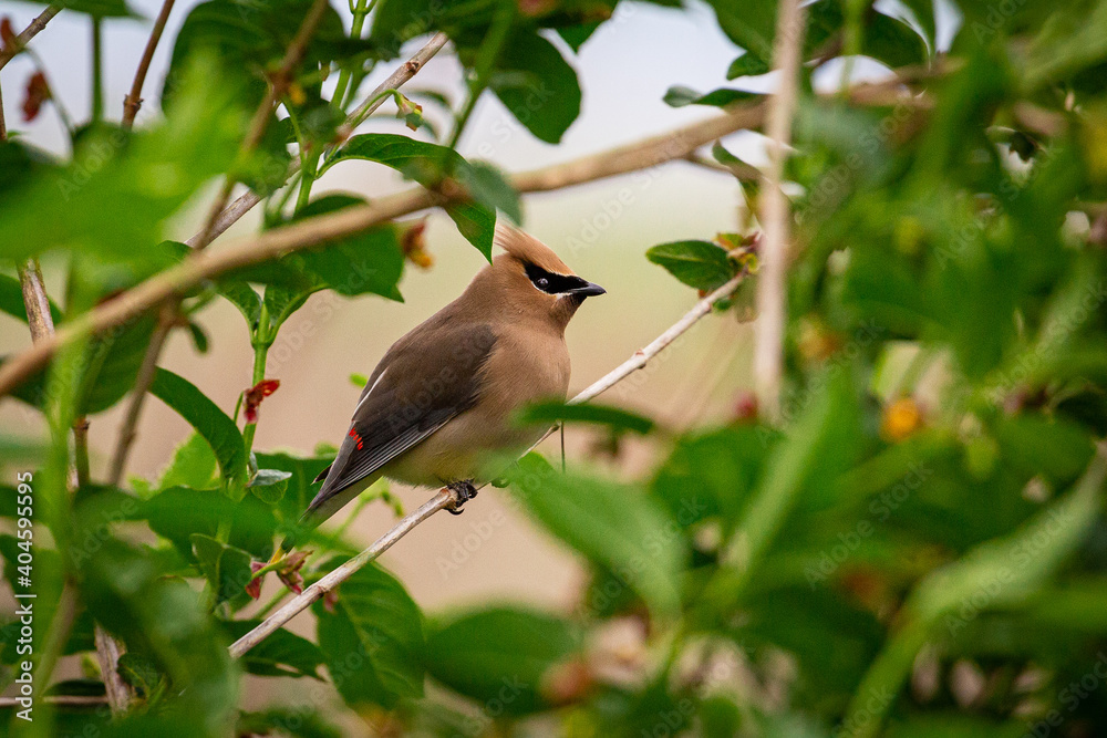 Fototapeta premium Portrait of small cedar waxwing bird sitting perched in tree branches