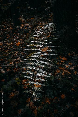 autumn fern leaves 