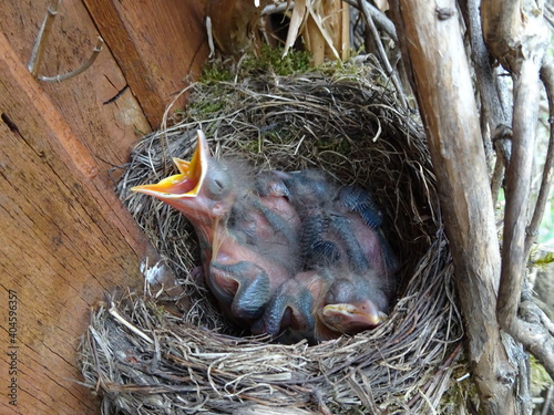 Baby Bird - Amsel Babys