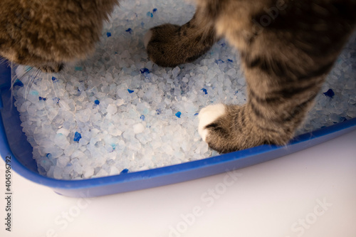 Foto The cat went to the toilet. Cat poop. Filler silicate gel.