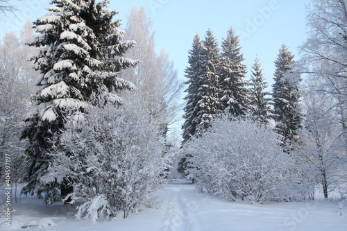 Snow covered forest in winter with big snowy fir-trees in Gatchina park, Saint-Petersburg region, Russia © Dmitrii