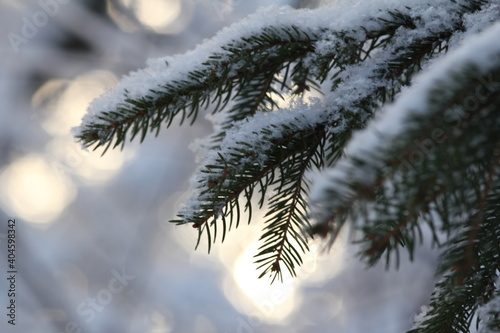 pine or fir branches covered with snow