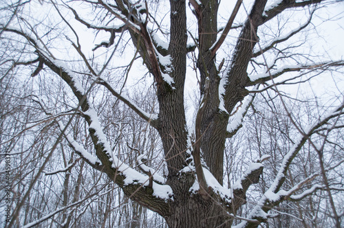 Obraz na plátně A large branchy tree without leaves with snow on the branches.
