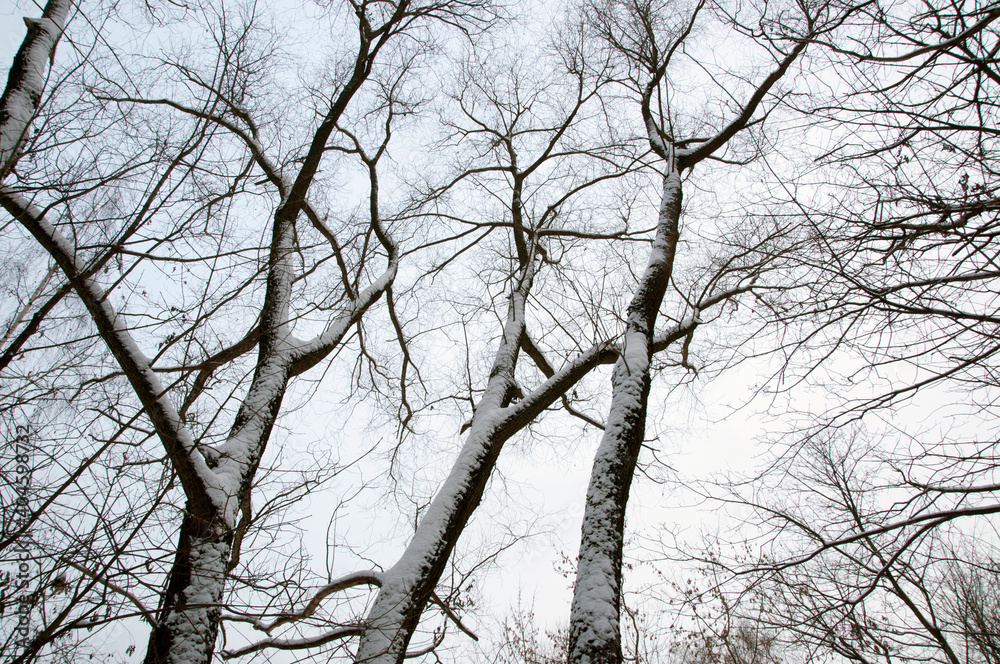 Trunks of trees after a snowfall. Trees without leaves in the winter forest.