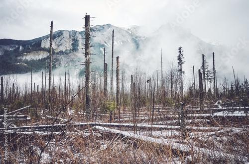 Dead mountain forest in winter, color toning applied.