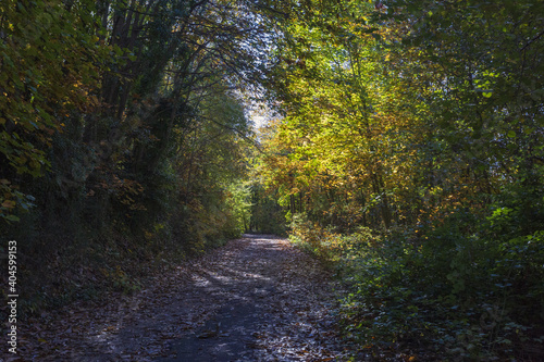 Beech Tree Soriano in The Cimino in Viterbo. The woods in autumn. Colors and a beautiful landscape