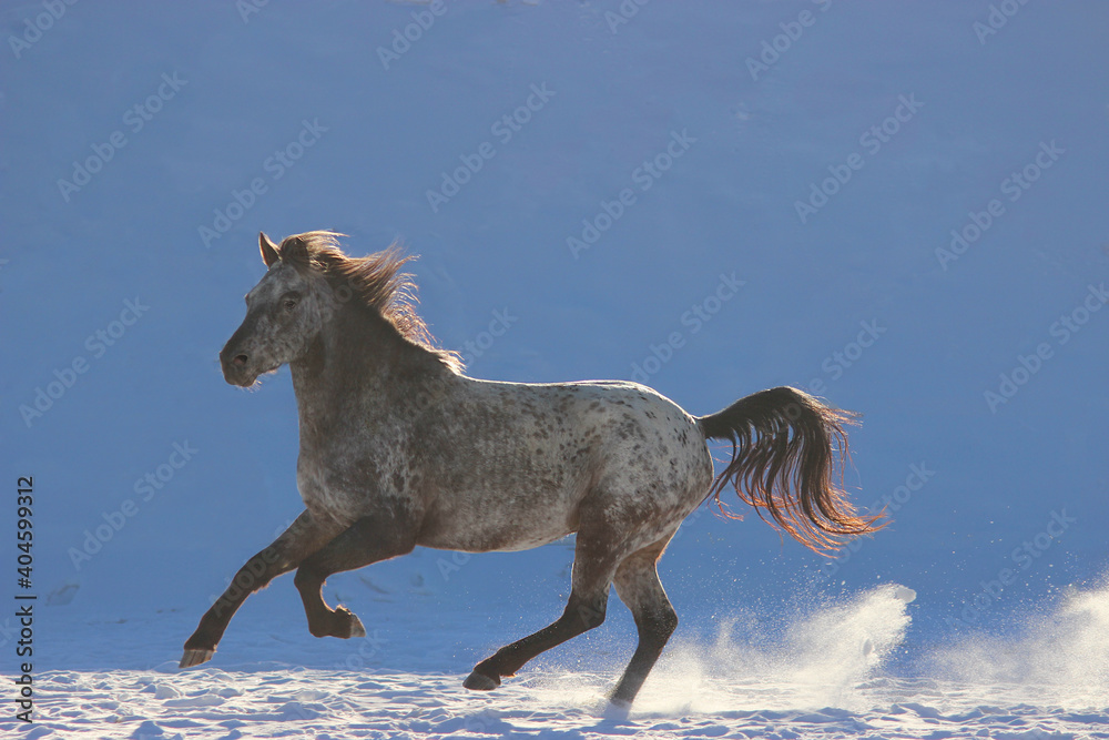 horse runs in winter on snow, breed of American appaloosa, Kazakh, appaloosa, Indian horse, horse runs in winter on snow, breed of American appaloosa, Kazakh, appaloosa, Indian horse,