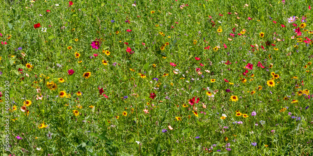 colorful wildflower meadow