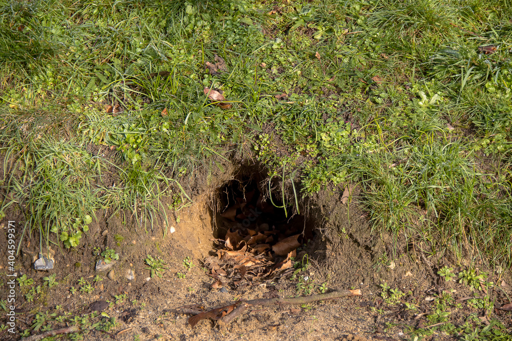 Photos L'entrée d'un terrier de renard dans un cimetière du Suffolk, Royaume-Uni