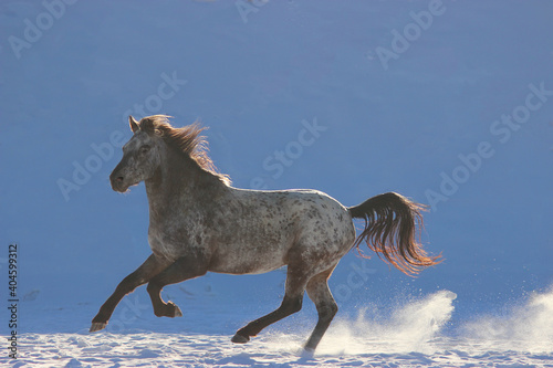 horse runs in winter on snow  breed of American appaloosa  Kazakh  appaloosa  Indian horse 