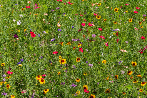 colorful wildflower meadow