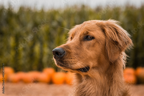 Portrait of young golden retriever puppy dog at Halloween pumpkin patch in autumn
