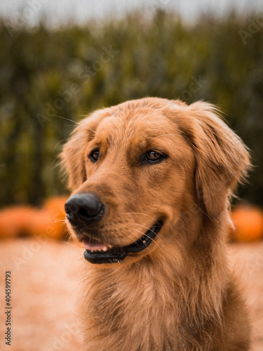 Portrait of young golden retriever puppy dog at Halloween pumpkin patch in autumn 