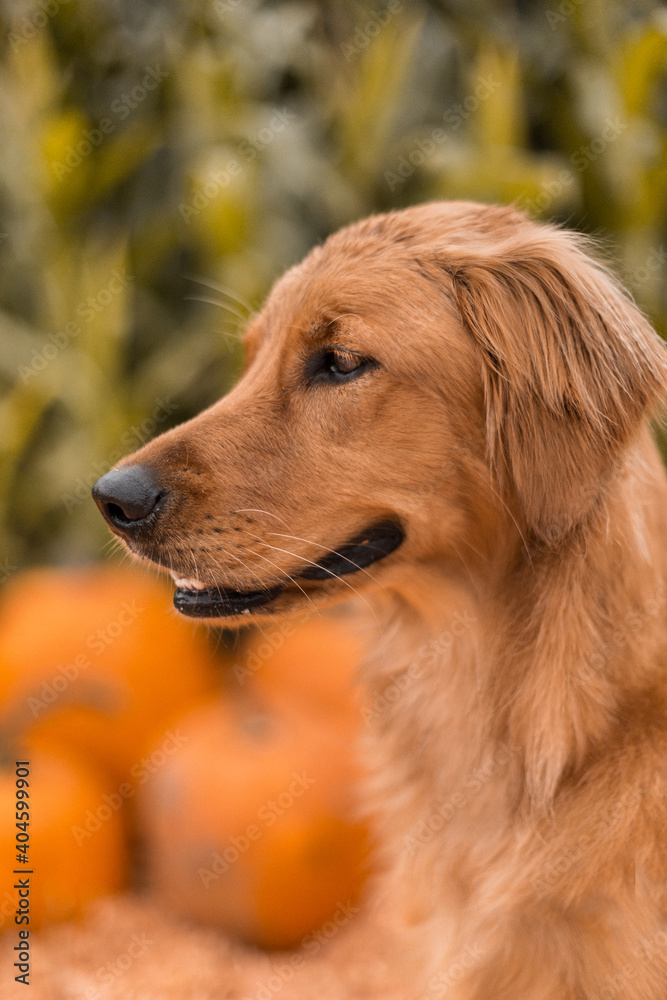Obraz premium Portrait of young golden retriever puppy dog at Halloween pumpkin patch in autumn 