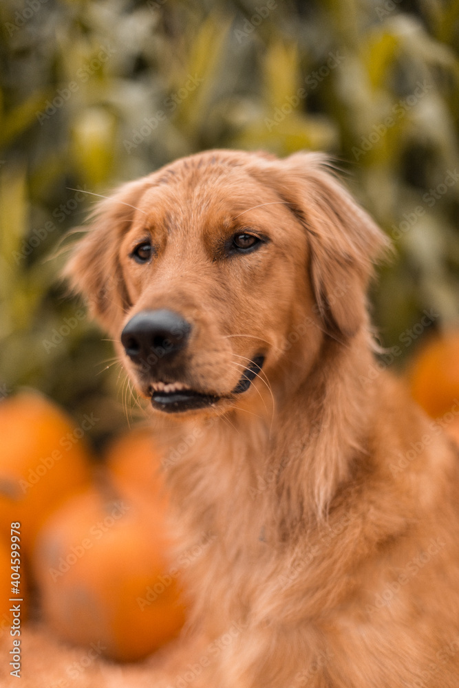 Portrait of young golden retriever puppy dog at Halloween pumpkin patch in autumn
