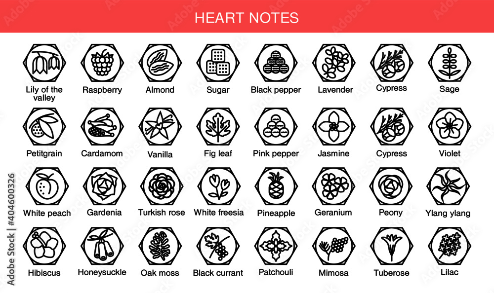 Vector icons aromas heart notes. Heart notes pyramid chart with examples of popular aroma essences. Scent categories are oriental, woody, fresh and floral. Trend  examples of scents. - obrazy, fototapety, plakaty 