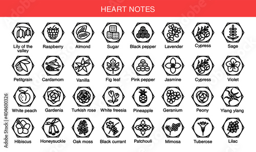 Vector icons aromas heart notes. Heart notes pyramid chart with examples of popular aroma essences. Scent categories are oriental, woody, fresh and floral. Trend  examples of scents.