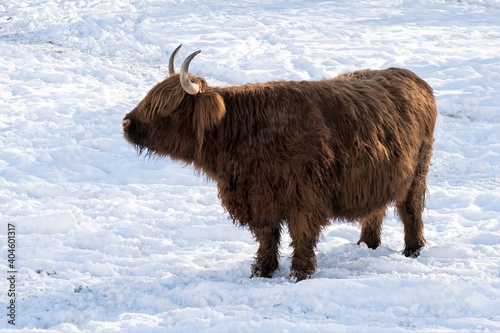 Ein Galloway Rind auf einer winterlichen Weide  - Galloway Rinder sind gut geeignet für eine ganzjährige Freilandhaltung. Sie sind genügsam und sie liefern ein zartes und  aromatisches Fleisch.