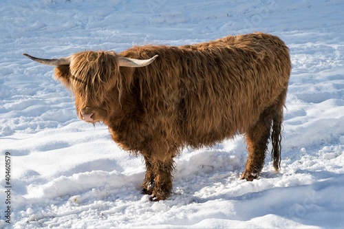 Ein Galloway Rind im Schnee - Galloway Rinder sind gut geeignet für eine ganzjährige Freilandhaltung. Sie sind genügsam und sie liefern ein zartes und aromatisches Fleisch.