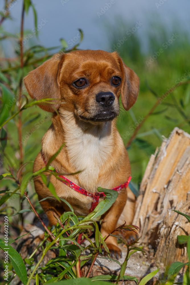 Small cute puppy of sitting in the grass. Diffuse background. Happy Dog on the walk in the park. Small cute puppy of sitting in the grass. Diffuse background. Happy Dog on the walk in the park.