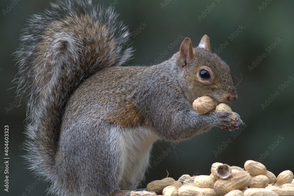 Obraz premium Squirrel