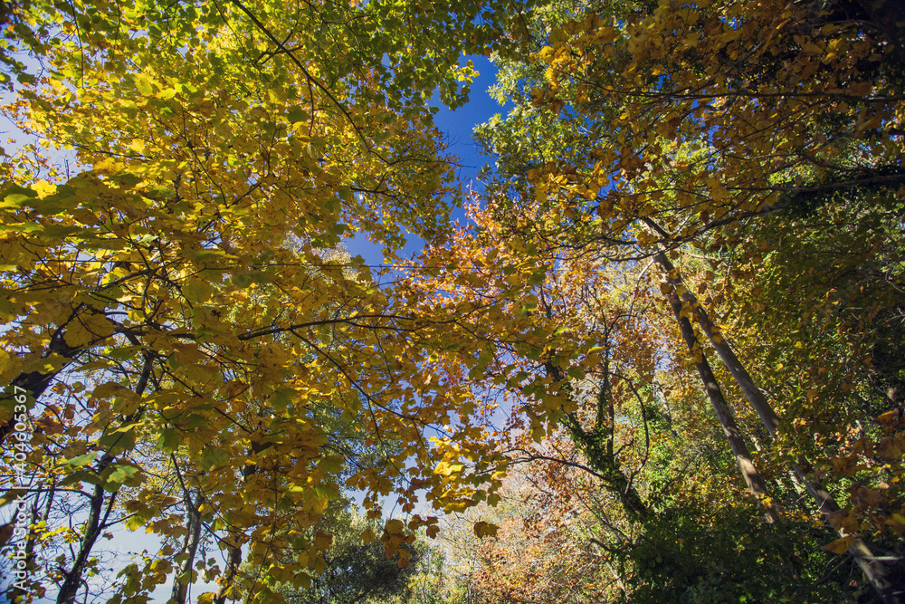 Cable mountain in Rome. The sacred way and woods in autumn. Colors, nature and a fairytale landscape Cable mountain in Rome. The sacred way and woods in autumn. Colors, nature and a fairytale landscape