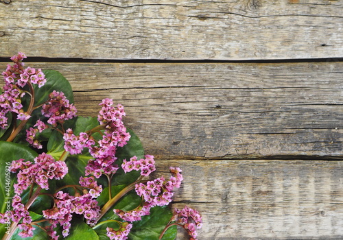 Pink spring flowers berry medicinal plant on wooden rustic background.Place for text or congratulations.