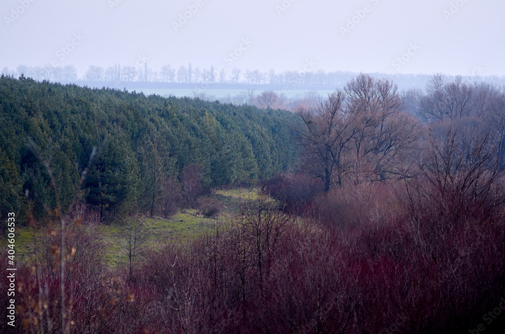 Pine forest grass and willows in warm winter Pine forest grass and willows in warm winter