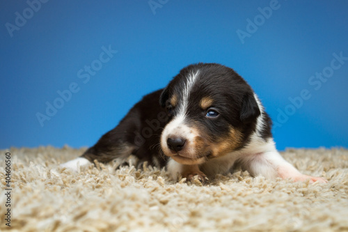 cute tiny border collie dog puppy lying down on a fluffy carpet against a colorful background in a studio © Oszkár Dániel Gáti