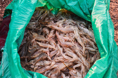 A full bag of shrimp. Fishing catch. There a shrimp in the bag. photo