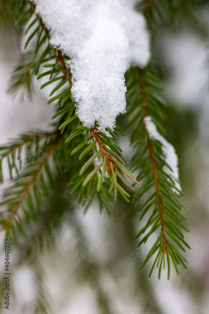 Spruce branch under the snow on a light background. Close-up. Winter
