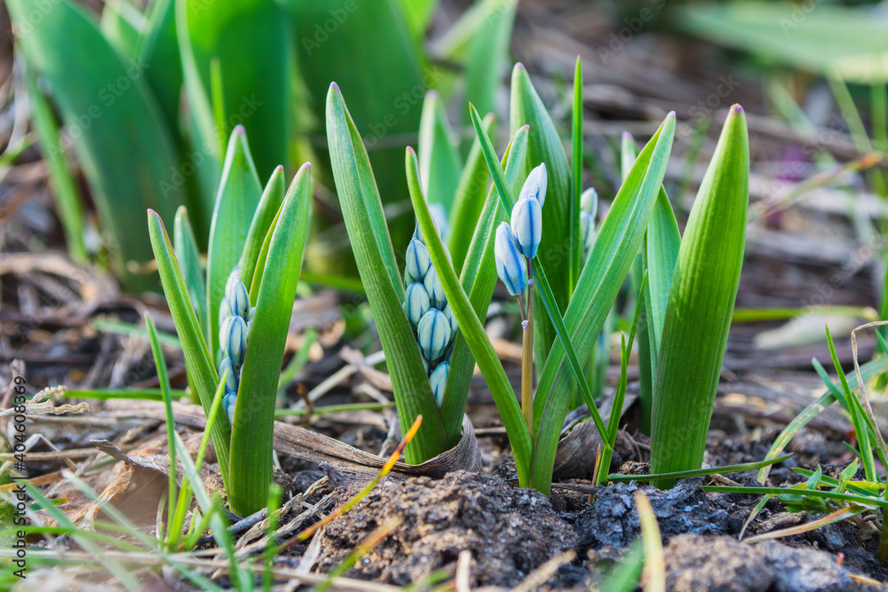 The first spring flowers. Spring perennial primroses. White-blue flowers Puschkinia (Latin: Puschkinia scilloides). Selective focus.