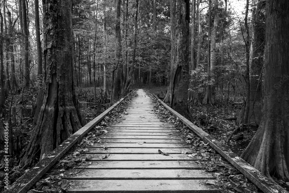 Obraz premium South Carolina iii