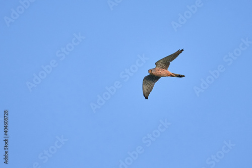 Common kestrel in flight  Falco tinnunculus  blue sky  no clouds. Bird of prey hunting